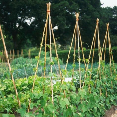 Plante de haricot grimpant avec ses tuteurs en tipi