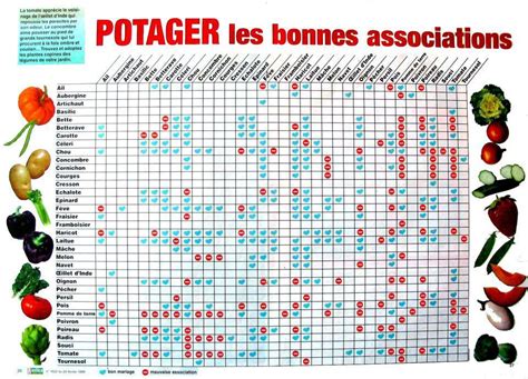 plan potager associations