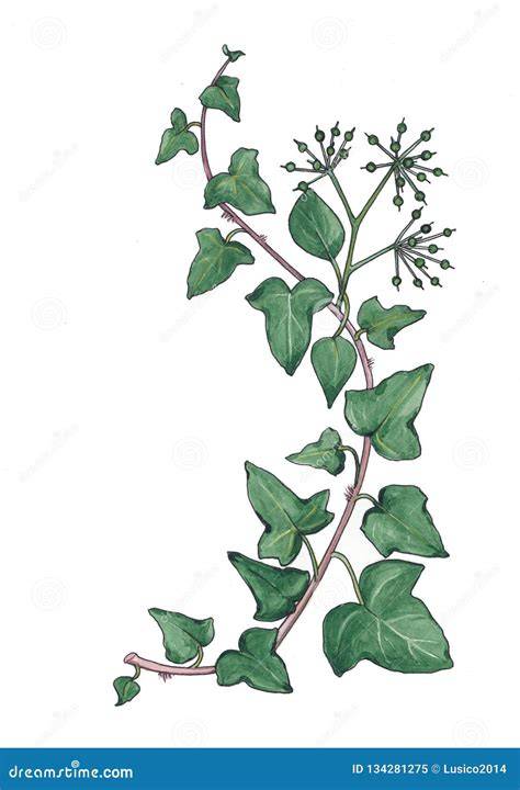 Illustration de la classification botanique du lierre