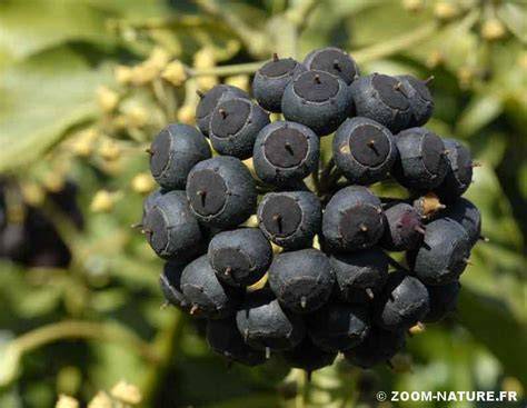 Fruits du lierre en gros plan, montrant la couleur violet foncé