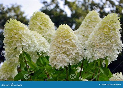 Gros plan sur les inflorescences de l'Hortensia 'Masja'