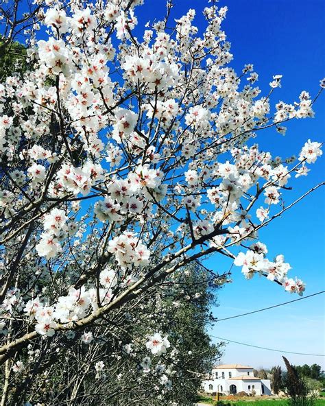 Amandier en fleurs au printemps