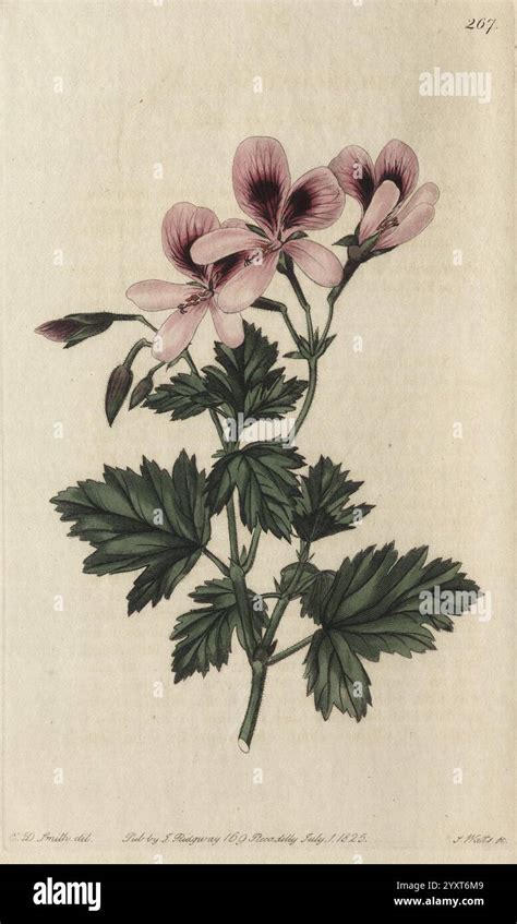 Illustration botanique du Geranium tuberosum avec détails des feuilles et fleurs