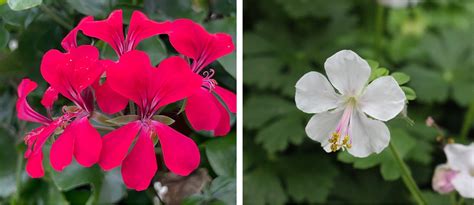Diagramme comparatif des caractéristiques entre Geranium (vivace) et Pelargonium (annuel/gélif)