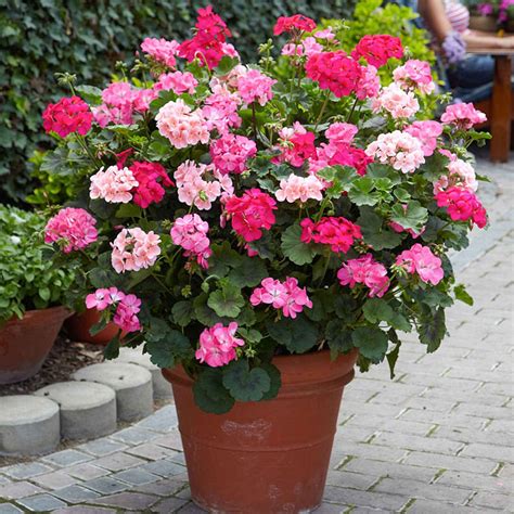 Fleurs de géranium zonale (ou pélargonium zonale) en pot