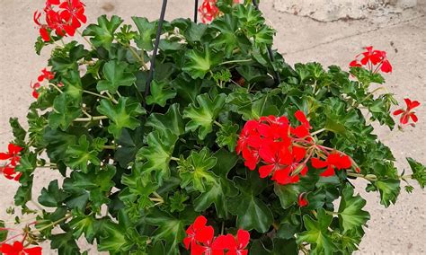 Fleurs de géranium lierre retombant d'une suspension