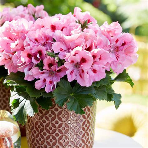 Variété Pelargonium grandiflorum aux fleurs épanouies