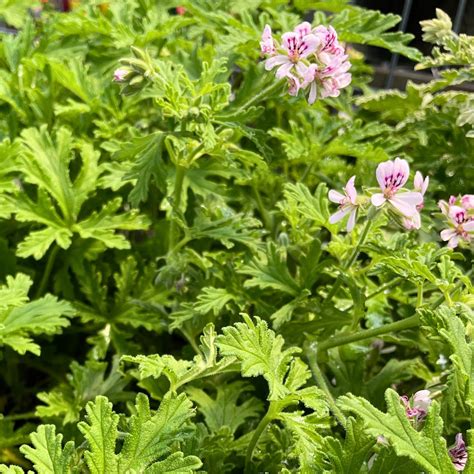 Variété Pelargonium graveolens avec son feuillage aromatique