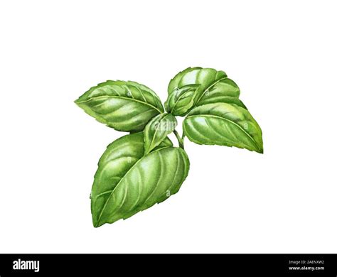 illustration de feuilles de basilic magique blanc