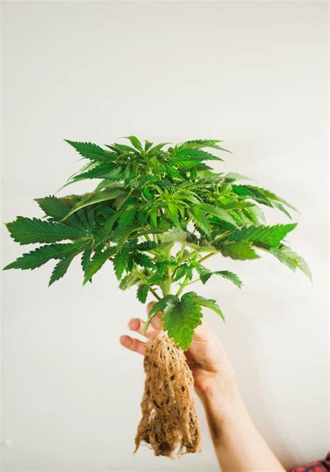 Clone de cannabis avec des racines développées, prêt pour la transplantation