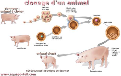 Schéma d'une installation de clonage avec contrôle de l'environnement