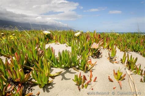 Plan large d'un massif de Carpobrotus edulis en fleurs sur une dune côtière