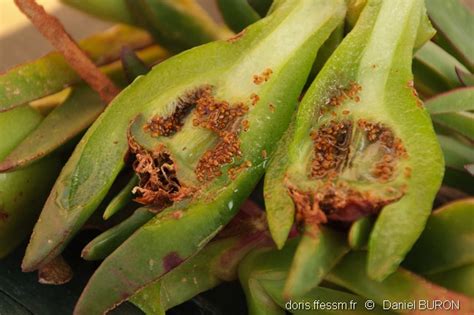 Gros plan sur un fruit mûr de Carpobrotus edulis et ses fleurs caractéristiques