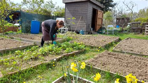 Jardiniers travaillant dans les jardins familiaux