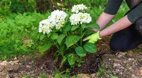 Plantation d'un hortensia en pleine terre