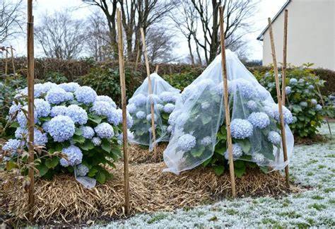 Hortensias protégés pour l'hiver