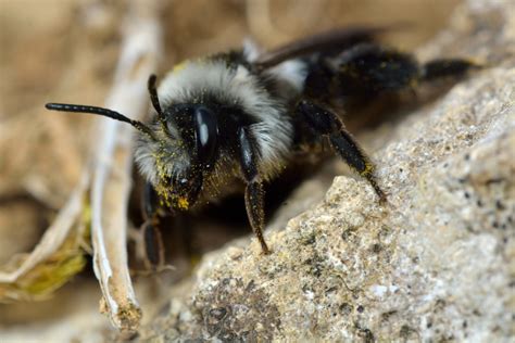 Abeilles solitaires creusant dans le sol