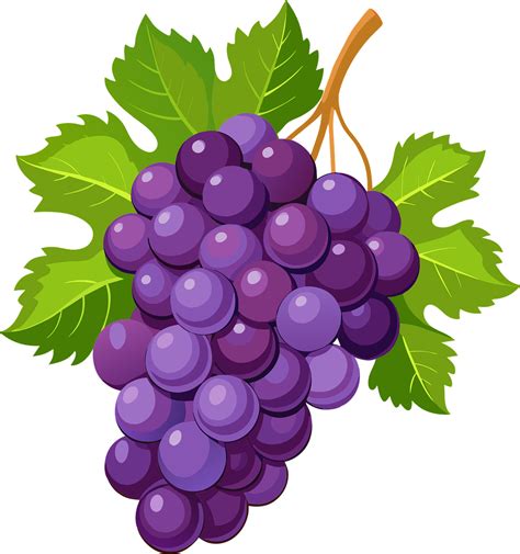 Illustration d'une grappe de raisin fraîchement cueillie