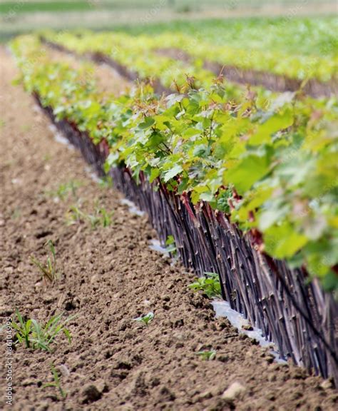 Image d'un jeune plant de vigne après repiquage