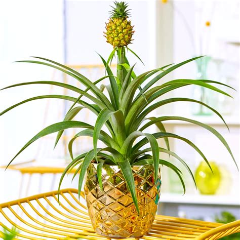 Bromelia ananas en pot avec son fruit