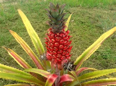 Matériel pour rempoter un Ananas Comosus
