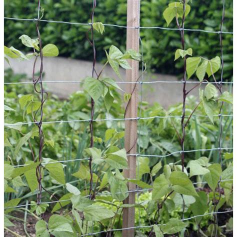 Haricots violets grimpants sur tuteurs