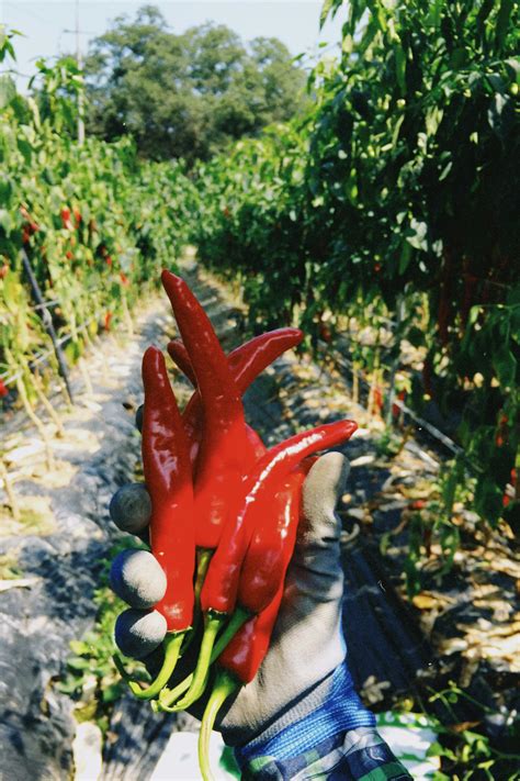 Récolte de piments rouges
