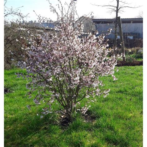 Prunus incisa 'Kojo No Mai' en fleurs