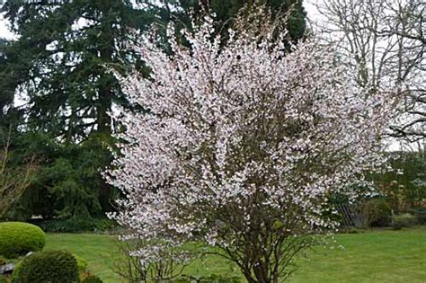 Feuillage et branches en zig-zag du Prunus incisa 'Kojo No Mai'