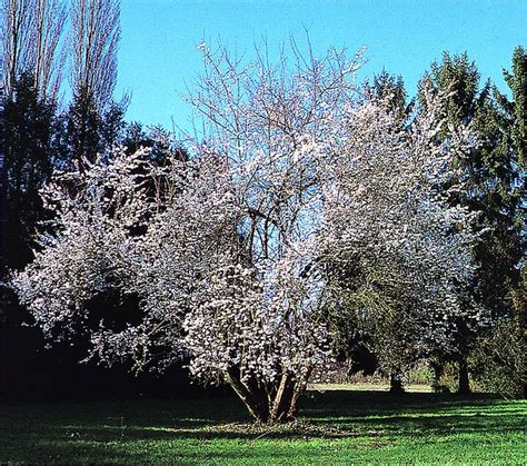 Étapes illustrées de la plantation d'un prunier