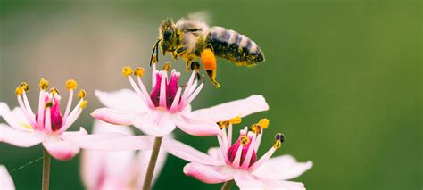 Insectes pollinisateurs sur des fleurs de prunier