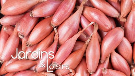 Illustration culinaire montrant des échalotes coupées