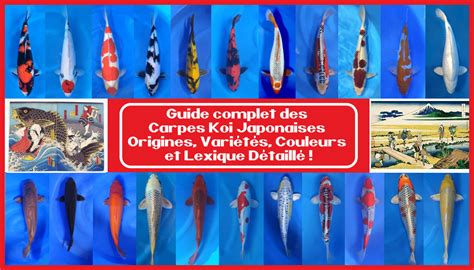 Étapes d'acclimatation des carpes koï