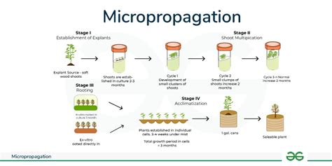 Schéma de la micropropagation végétale in vitro