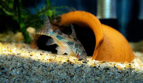 Photo de corydoras dans un aquarium planté