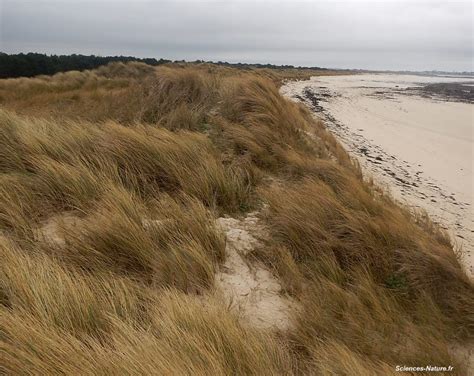 Oyat sur une dune de sable