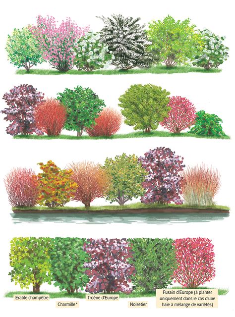 Exemple de composition d'une haie biodiversifiée