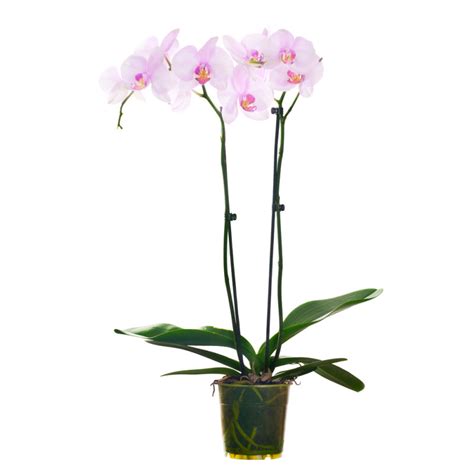 Orchidée Phalaenopsis en fleur