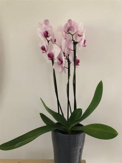 Orchidée Phalaenopsis exposée à la lumière indirecte