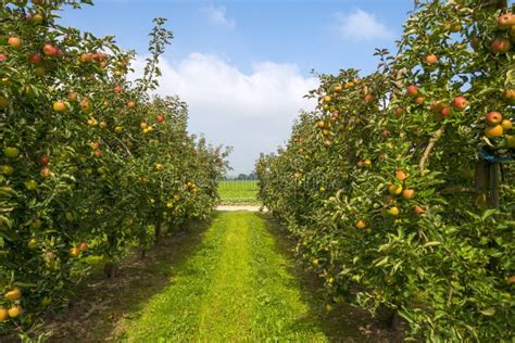 Verger de pommiers avec des pommes bicolores
