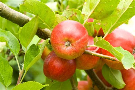 Pommes sur l'arbre en cours de grossissement