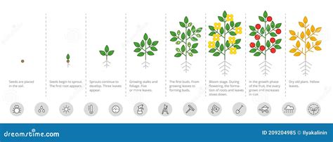 Plantes en phase de croissance végétative