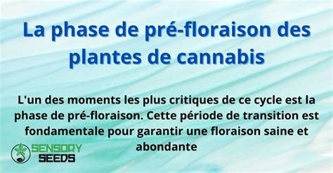 Plantes en phase de floraison