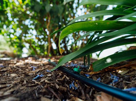 Goutteurs installés au pied de plantes dans un potager