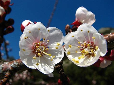 Illustration d'un abricotier polonais en fleurs
