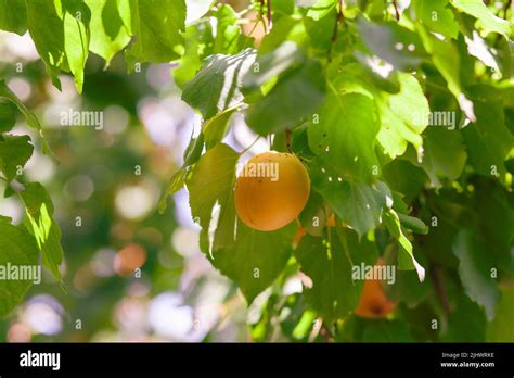 Gros plan sur des abricots polonais mûrs sur l'arbre