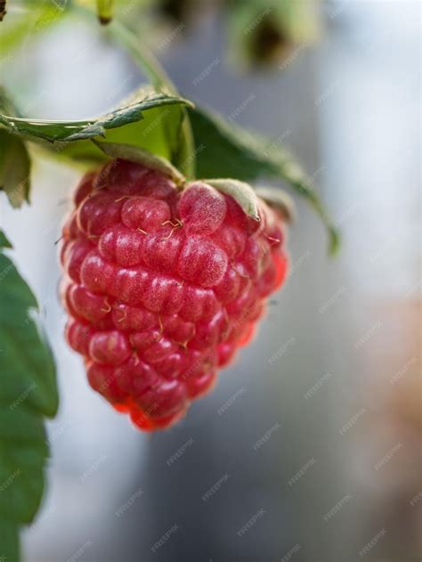 Gros plan sur une framboise mûre