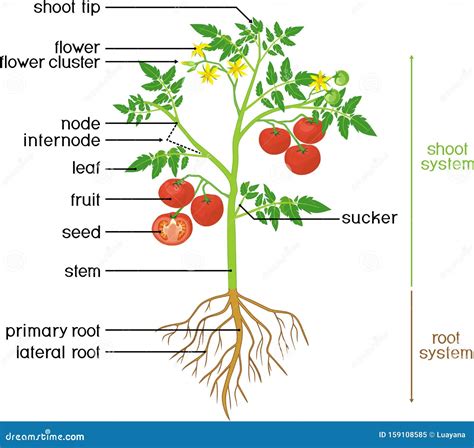 Schéma d'une plante de tomate avec ses 