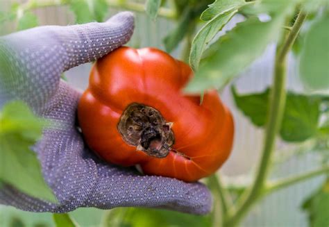 Comparaison de tomates saines et atteintes de cul noir