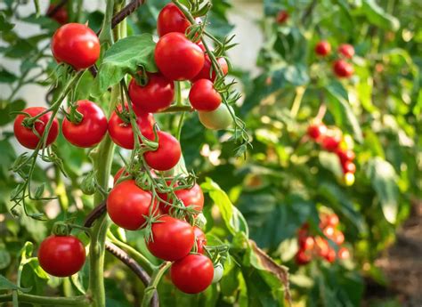 Illustration de plantes compagnes pour la tomate (basilic, œillet d'Inde)